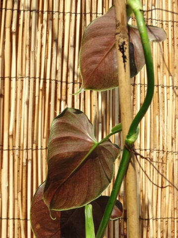 Alternative view of Philodendron Lupinum Corrugated Leaf Plant