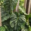 Philodendron Majestic Plant (verrucosum x sodiroi)