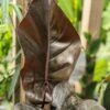 Philodendron Majesty Blood Leaf Plant