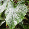 Lg. Philodendron Mamei Plant