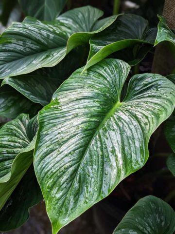 Alternative view of Philodendron Mamei Plant