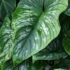 Philodendron Mamei Plant