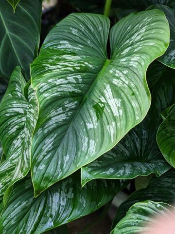 Philodendron Mamei Plant