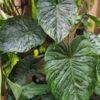 Philodendron Mamei Soderoi Plant