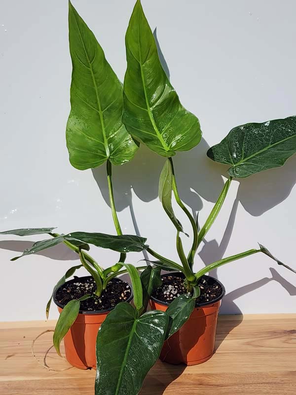 Lg. Philodendron Maximum Plant - Image 5