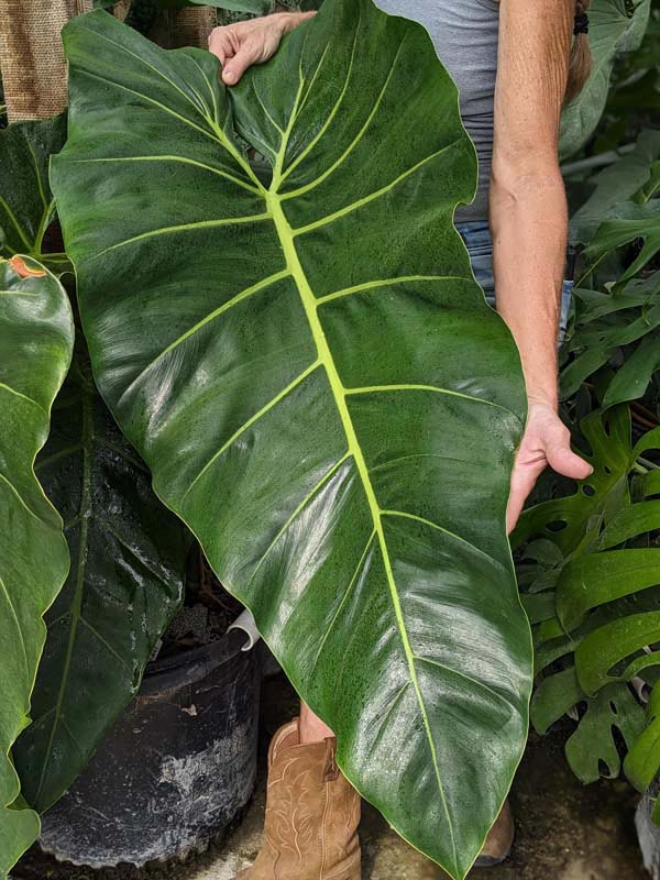 Lg. Philodendron Maximum Plant
