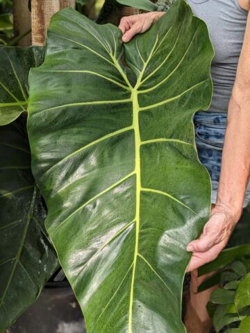 Philodendron Maximum Plant