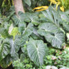 Lg. Philodendron McDowell Plant