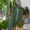 Philodendron Melanochrysum Plant