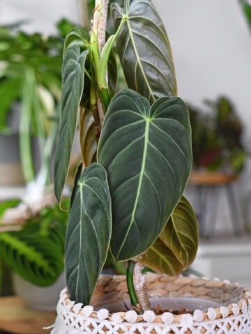 Philodendron Melanochrysum Plant