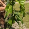 Philodendron Mexicanum Plant