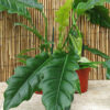Lg. Philodendron Narrow Tiger Tooth Plant