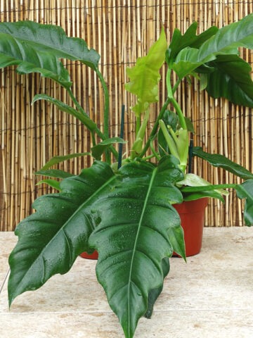 Lg. Philodendron Narrow Tiger Tooth Plant