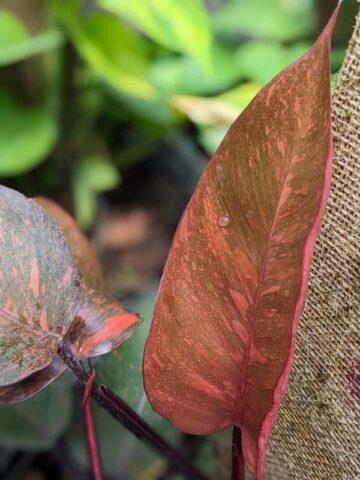 Alternative view of Lg. Philodendron Orange Princess Plant