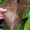 Lg. Philodendron Orange Princess Plant