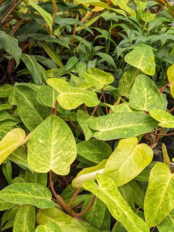 Philodendron Painted Lady Plant - Image 8