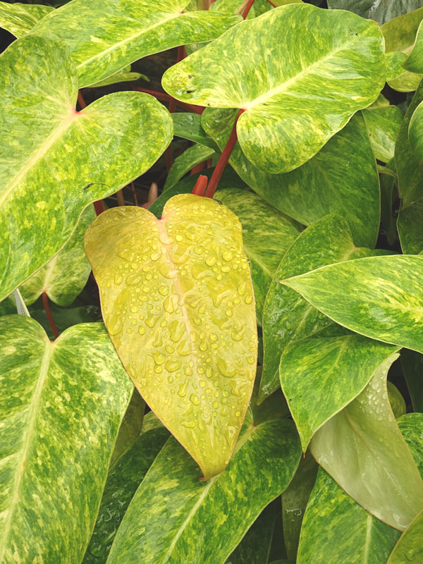 Philodendron Painted Lady Plant - Image 5