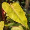 Philodendron Painted Lady Plant