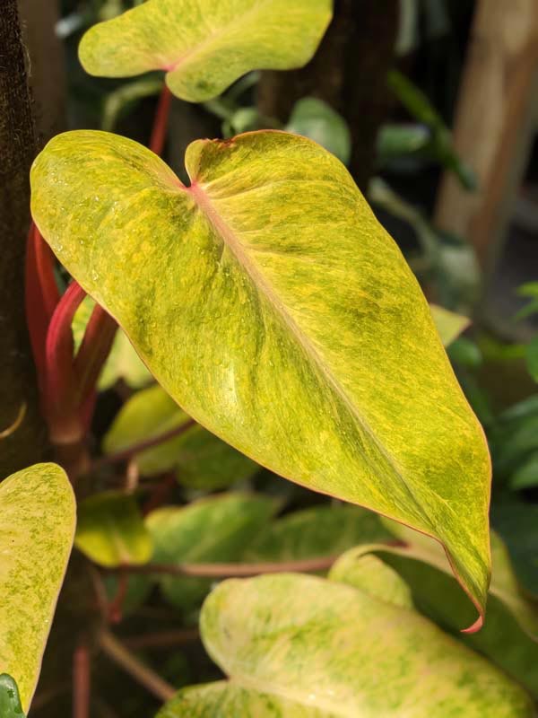 Philodendron Painted Lady Plant