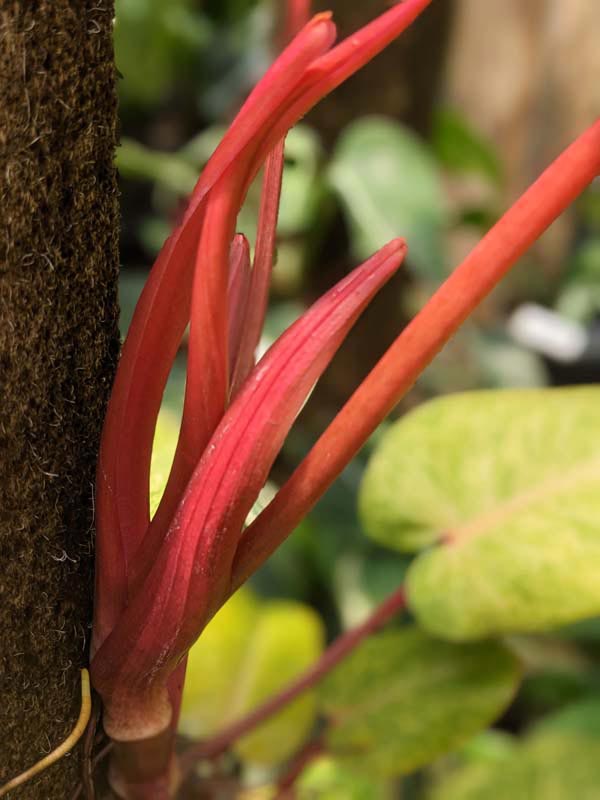 Philodendron Painted Lady Plant - Image 4