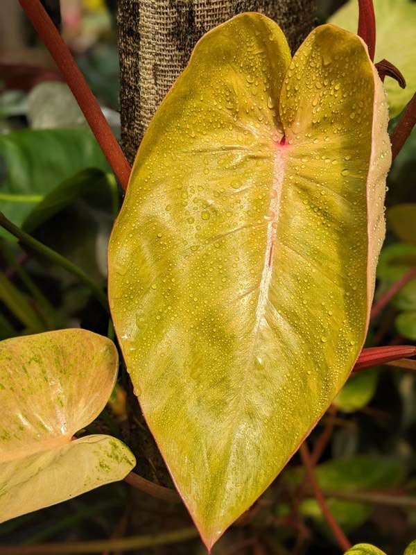 Philodendron Painted Lady Plant - Image 3