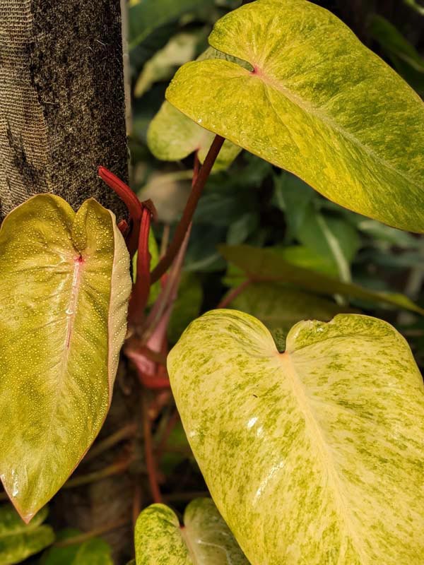 Philodendron Painted Lady Plant - Image 2