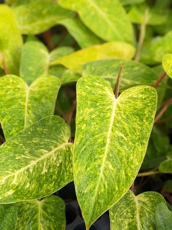 Philodendron Painted Lady Plant - Image 7