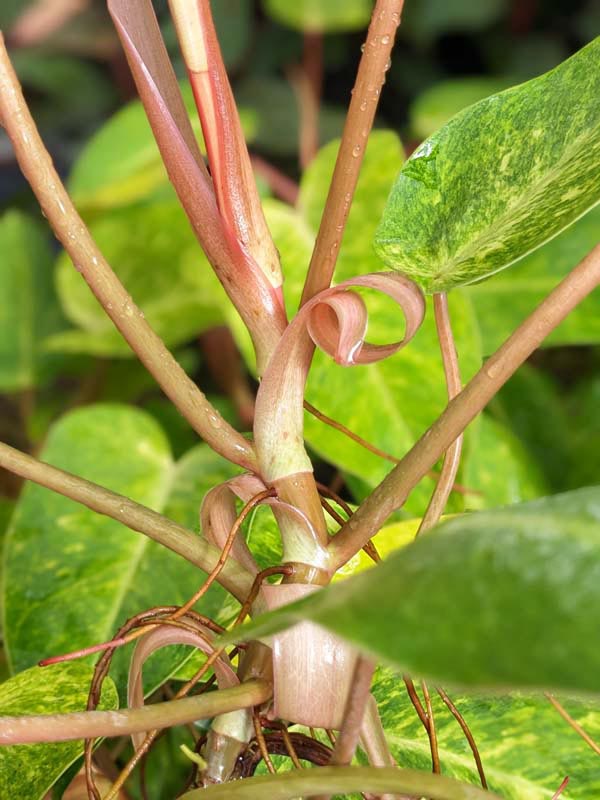 Philodendron Painted Lady Plant - Image 6
