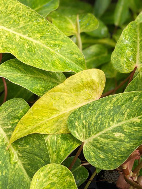 Philodendron Painted Lady Plant - Image 9