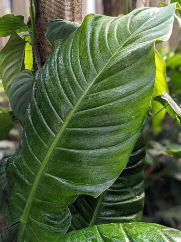 Alternative view of Philodendron Paloraense Plant
