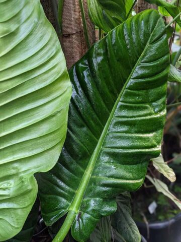 Philodendron Paloraense Plant