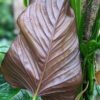 Philodendron Peruvian Crimson Back Plant