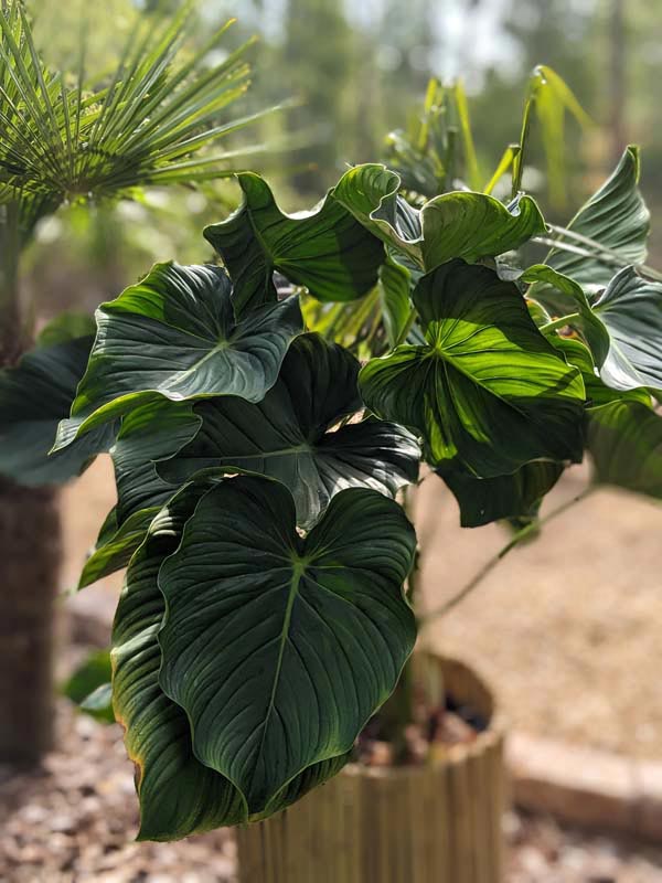 Philodendron Peltatum Plant - Image 2