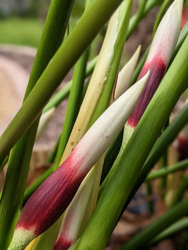Philodendron Peltatum Plant - Image 5
