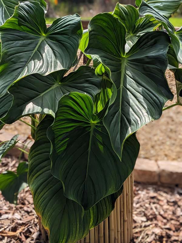 Philodendron Peltatum Plant - Image 3