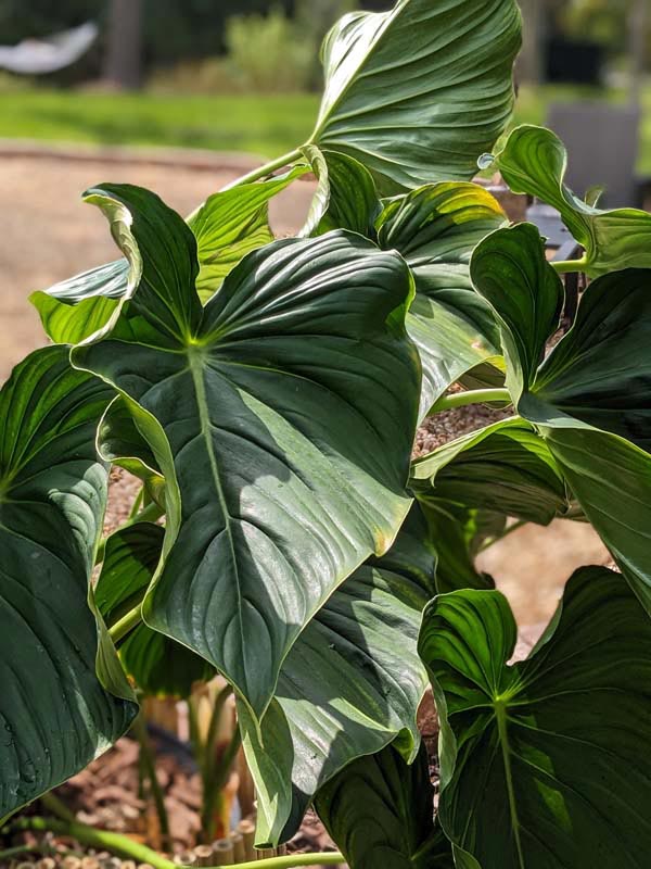 Philodendron Peltatum Plant - Image 4