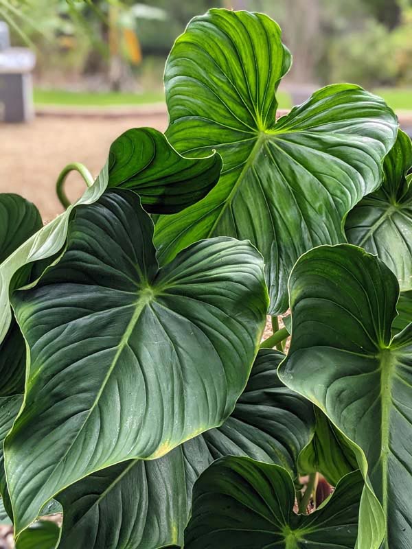 Philodendron Peltatum Plant
