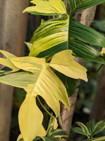 Alternative view of Philodendron Pedatum Variegata Plant