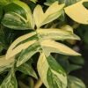 Philodendron Pedatum Variegata Plant