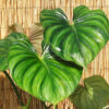 Lg. Philodendron Plowmanii Plant