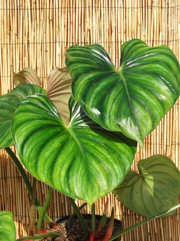 Lg. Philodendron Plowmanii Plant