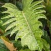 Lg. Philodendron Pluto Bronze Leaf