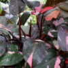 Philodendron Pink Princess Plant