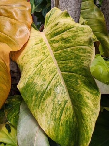 Alternative view of Philodendron Quad Color Plant