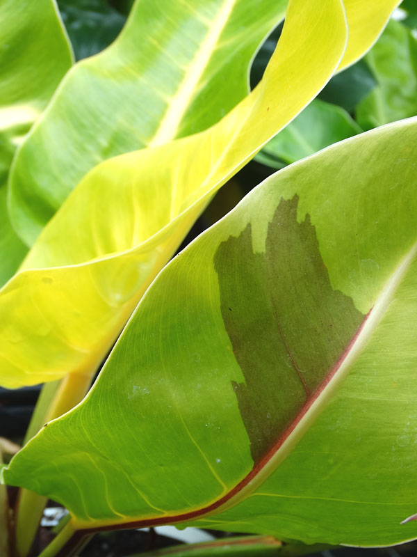 Lg. Philodendron Red Moon Plant - Image 6