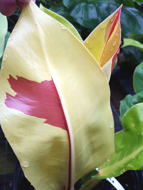 Lg. Philodendron Red Moon Plant - Image 5