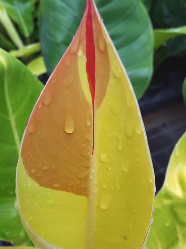 Lg. Philodendron Red Moon Plant - Image 2