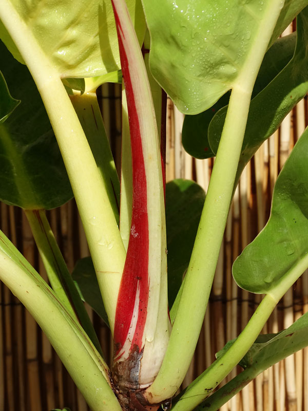 Lg. Philodendron Red Moon Plant