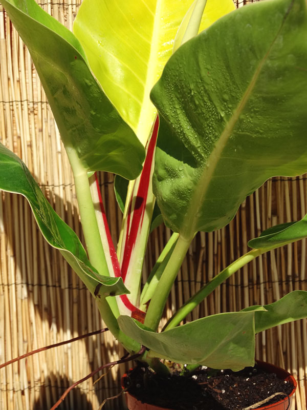 Lg. Philodendron Red Moon Plant - Image 4