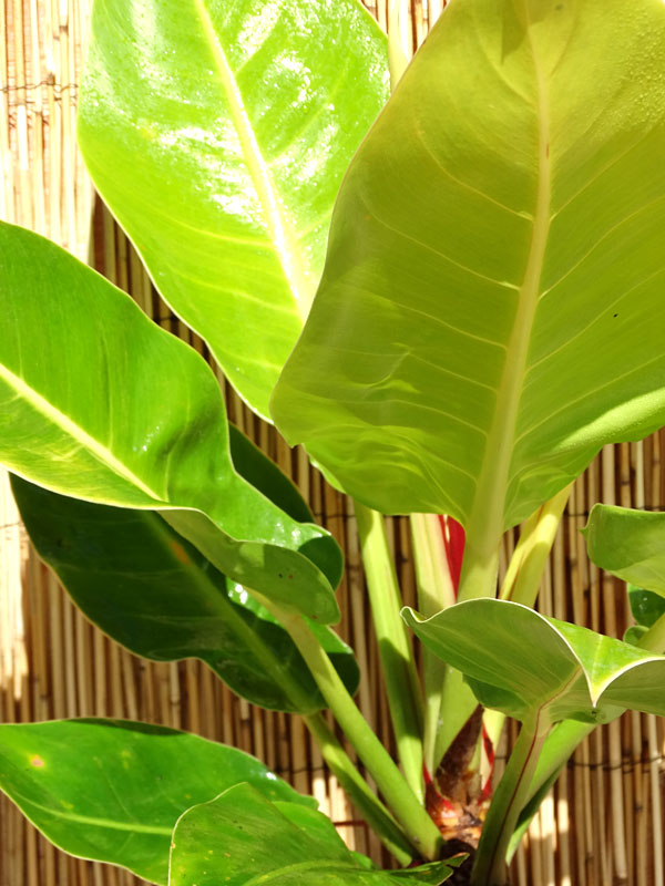 Lg. Philodendron Red Moon Plant - Image 3